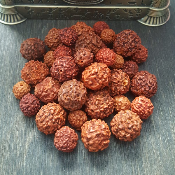 30 rudraksha seed beads round natural 6-14mm