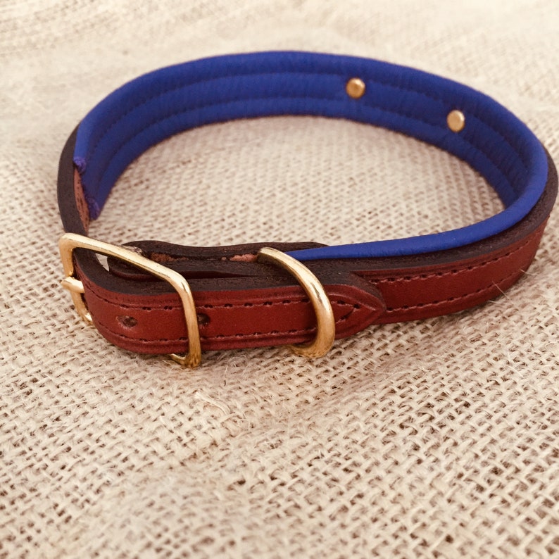 Personalized Padded Leather Dog Collar with Brass Nameplate Etsy