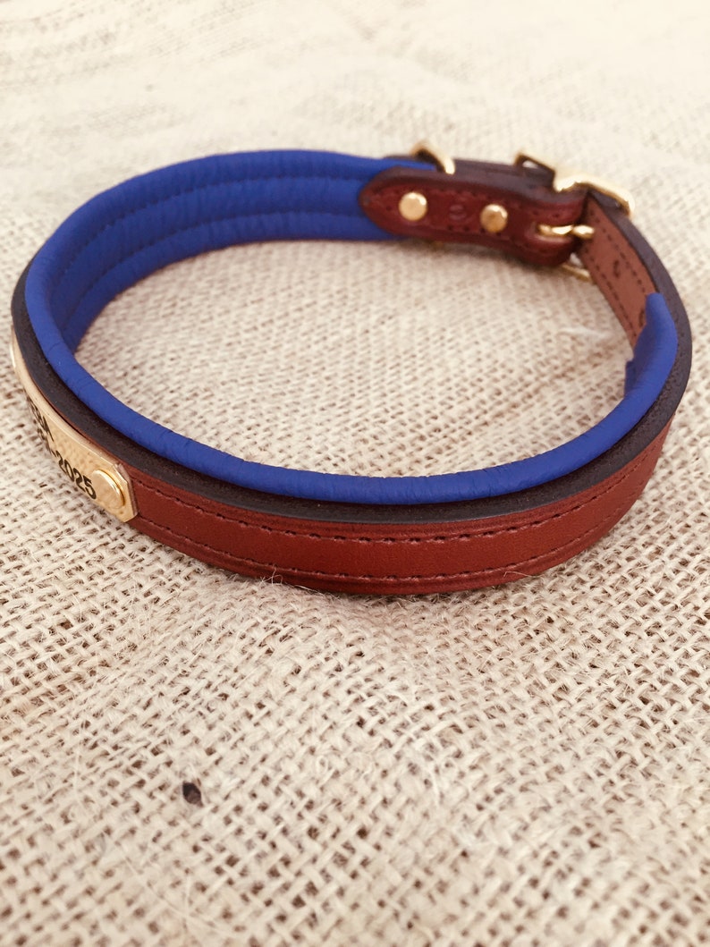 Personalized Padded Leather Dog Collar with Brass Nameplate Etsy