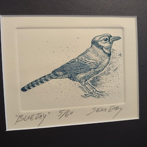 Bluejay etching by Sean Eaby