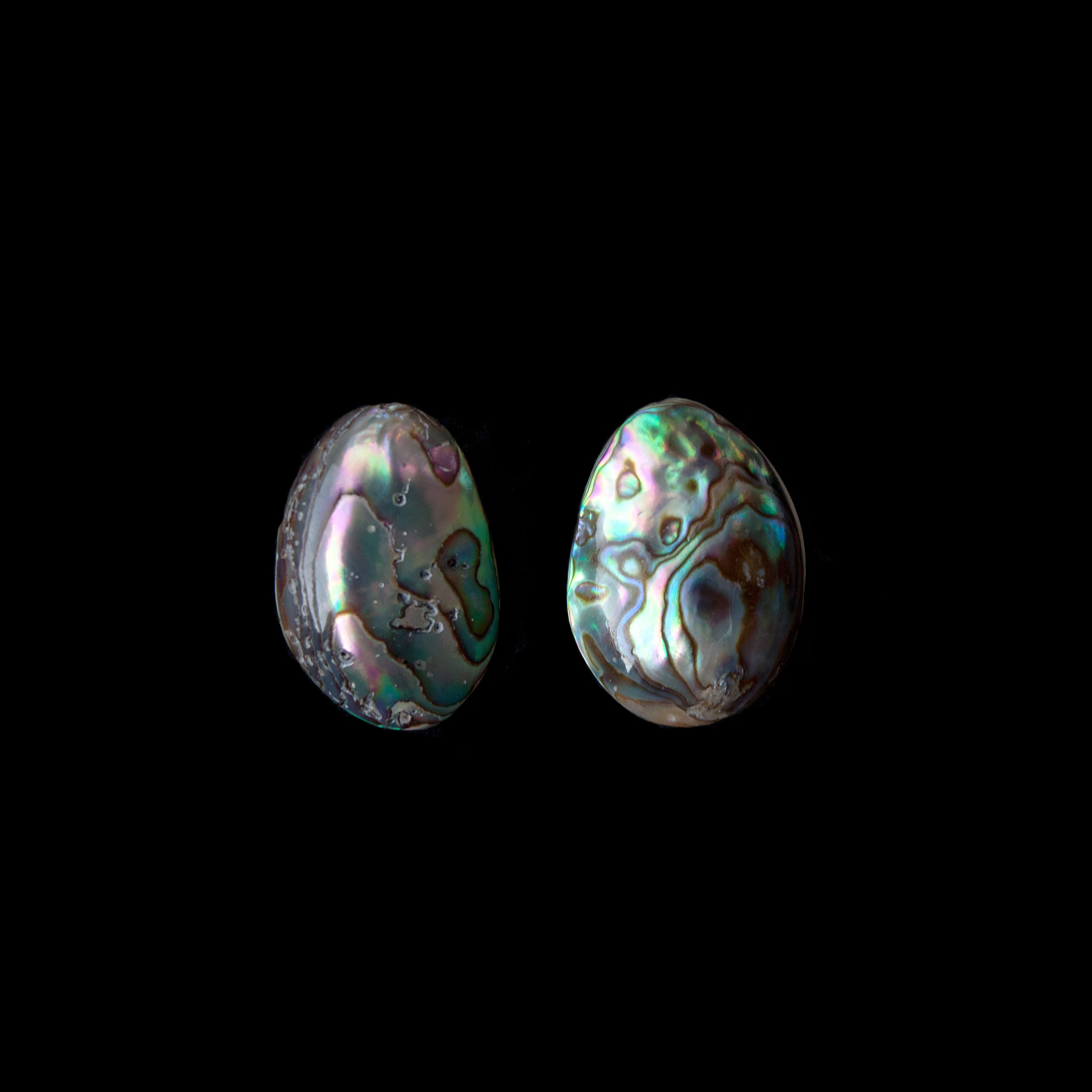 Concha de abulón entero en .925 Sterling Silver Studs | Etsy