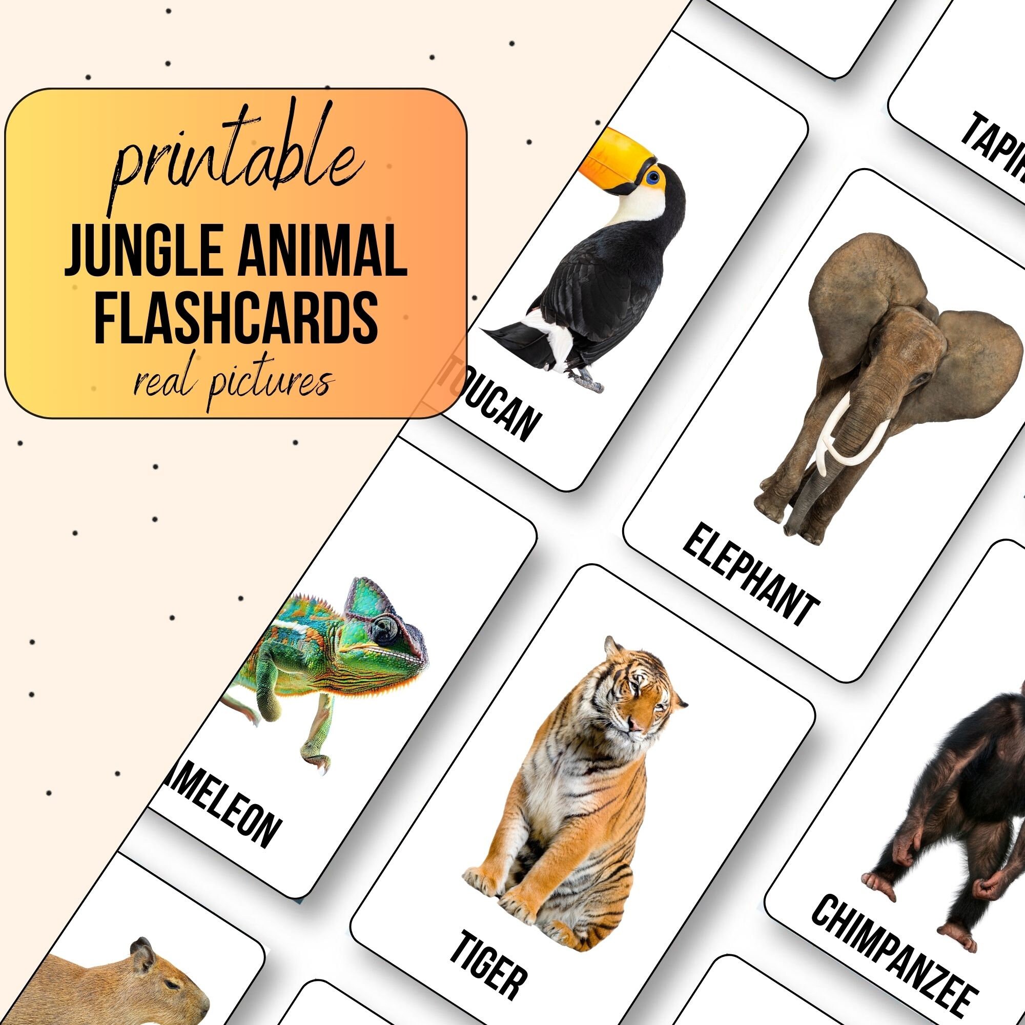 Jungle Animal Printable Flashcards Preschool Language Learning Cards ...