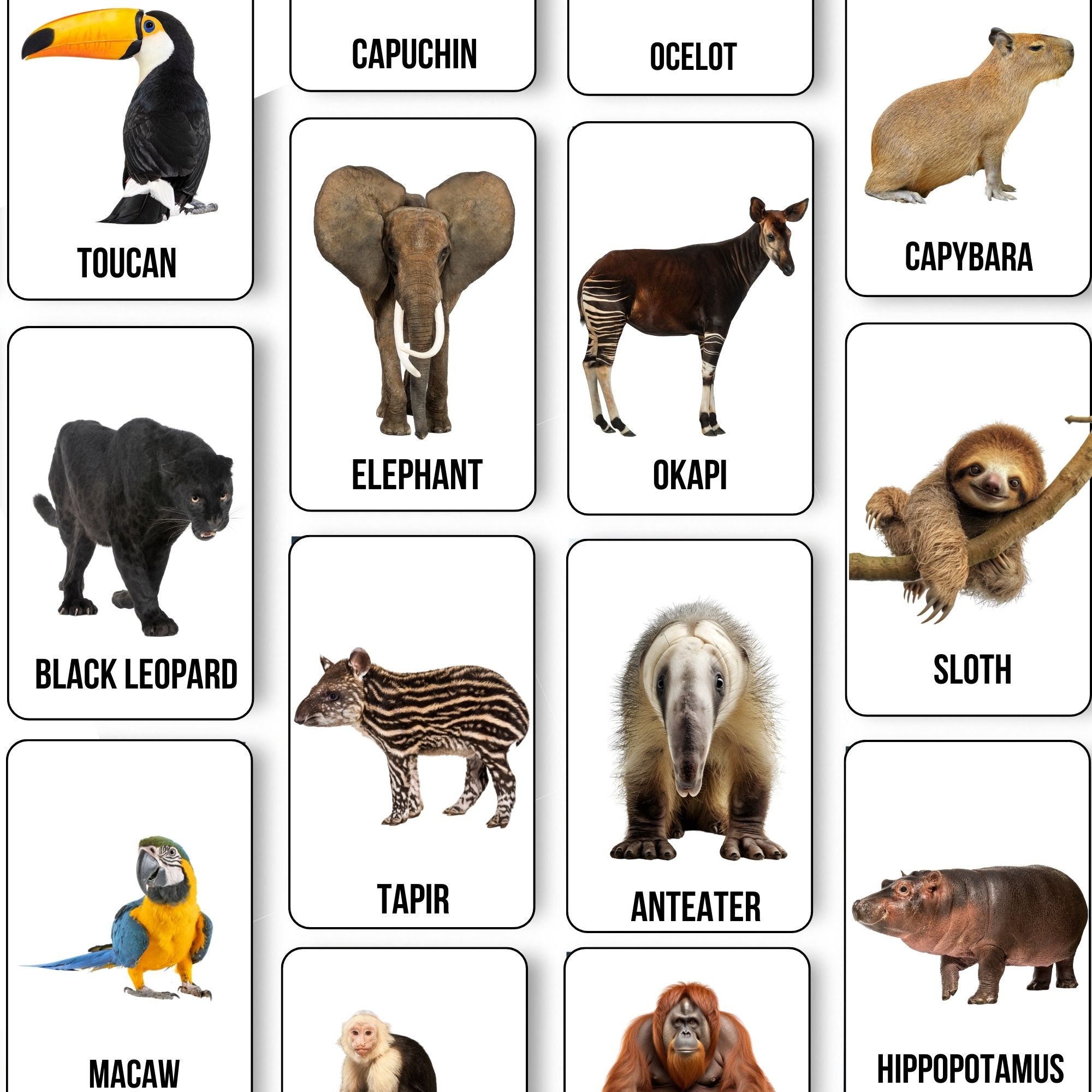 Jungle Animal Printable Flashcards Preschool Language Learning Cards ...