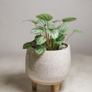 Puede incluir: Una pequeña planta de Peperomia en una maceta de cerámica blanquecina moteada con tres patas de madera. La planta tiene hojas redondas y verdes con vetas plateadas. La maceta es redondeada y tiene una estética natural y terrosa.