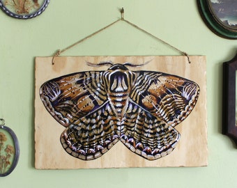 Hand Painted Owl Moth on Wood- Brahmin Moth Wall Decor- Bedroom Nature Decor- Painting on Wood- Entomology Wall Art- Brahmaea wallichii