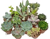 5 Succulent Starter Plant Collection Indoor Cacti Houseplants Terrarium Plants