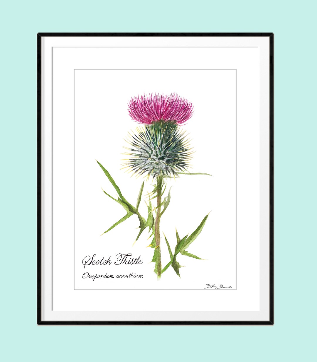 Scottish Thistle Print Instant Download Etsy