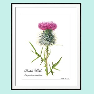 Scottish Thistle Print - Instant Download