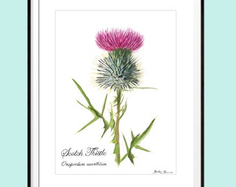 Scottish Thistle Print - Instant Download