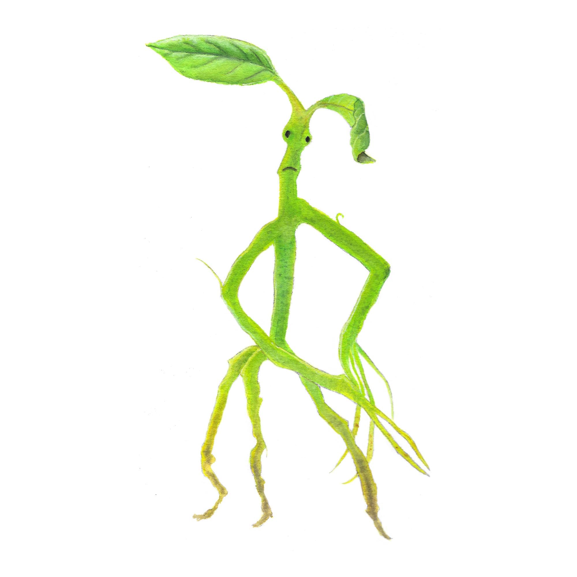 Pickett bowtruckle - Etsy 日本