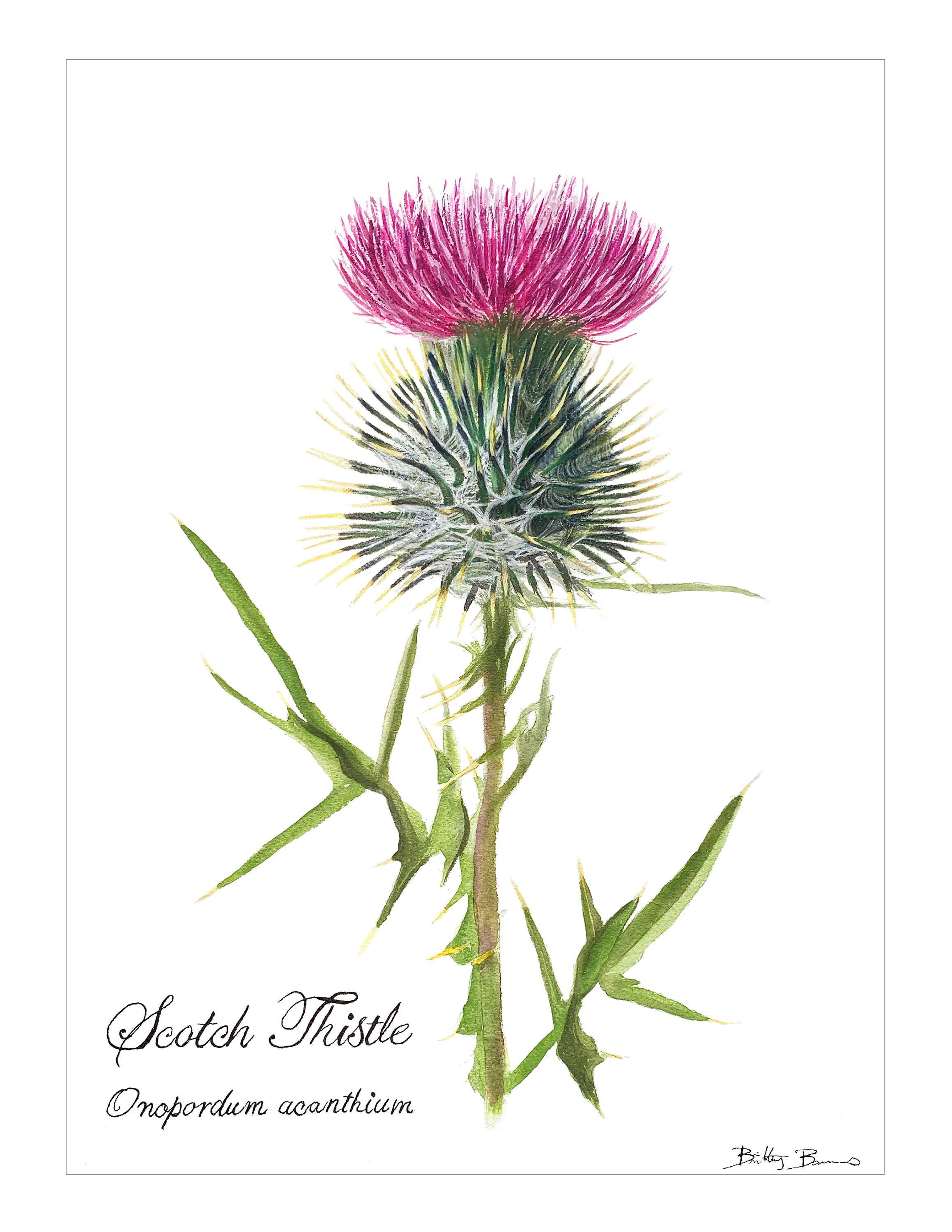 Scottish Thistle Botanical Watercolor Print Etsy