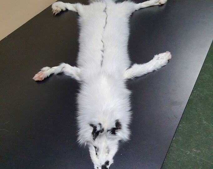 White Fox Pelt With Paws and Claws, Fox Pelt for Decor , Taxidermy Fox