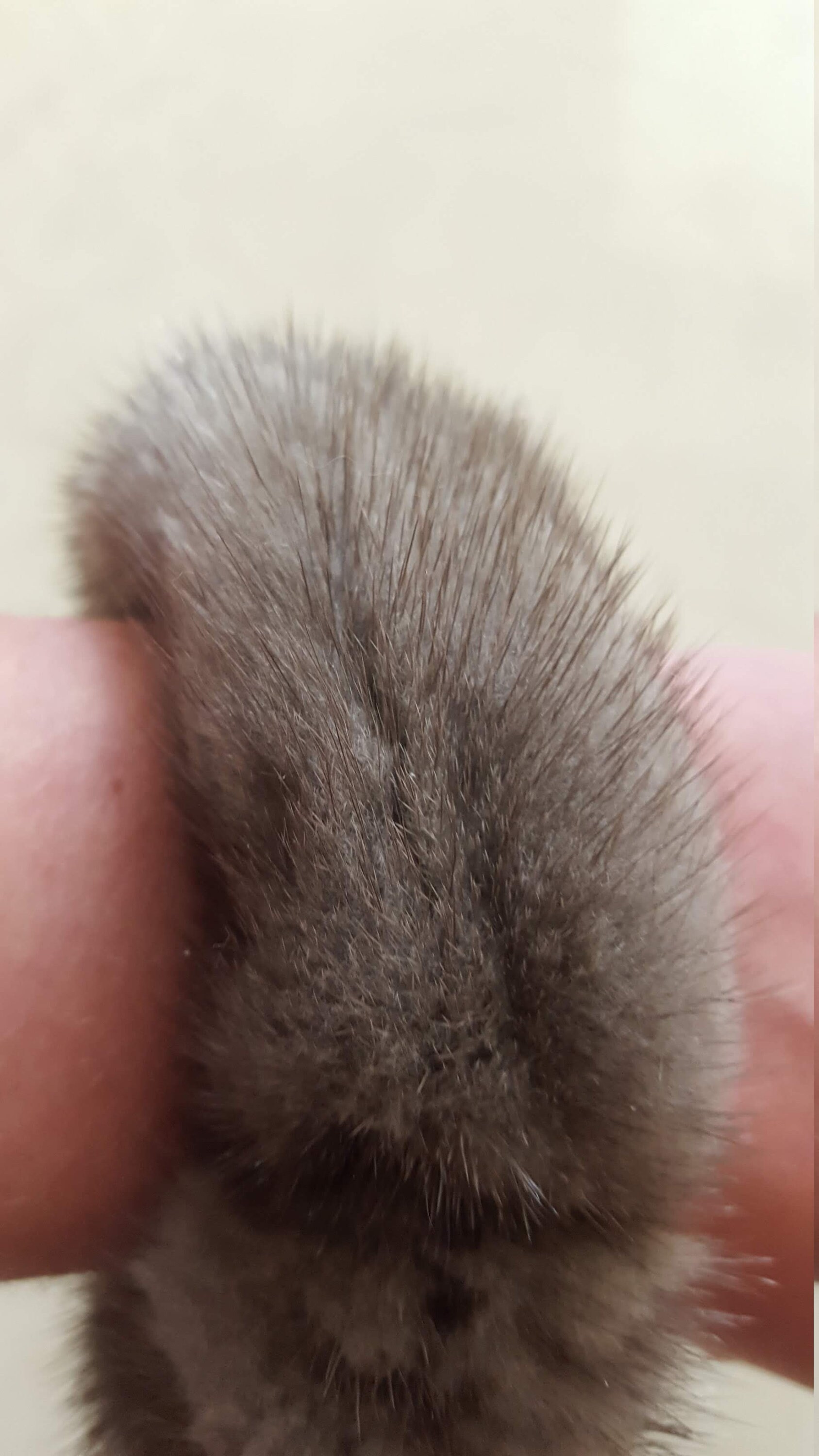 mink hair tie