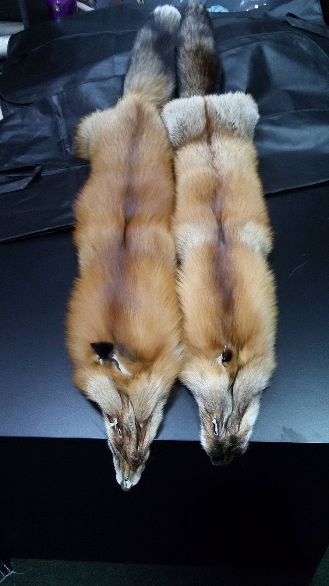 フィンランドのサガキツネ、キツネの毛皮、本物の毛皮、サガの毛皮