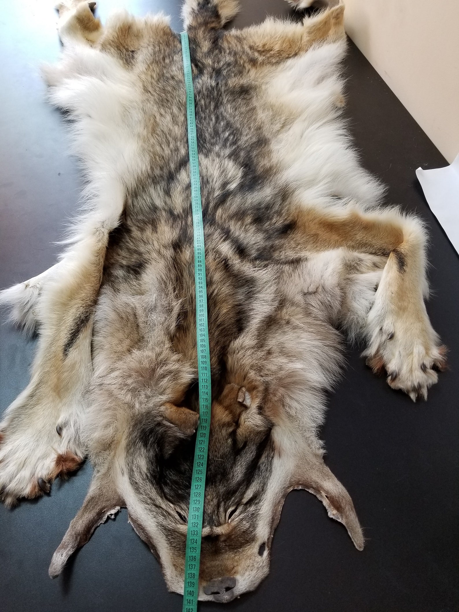 Coyote pelt real coyote fur Etsy