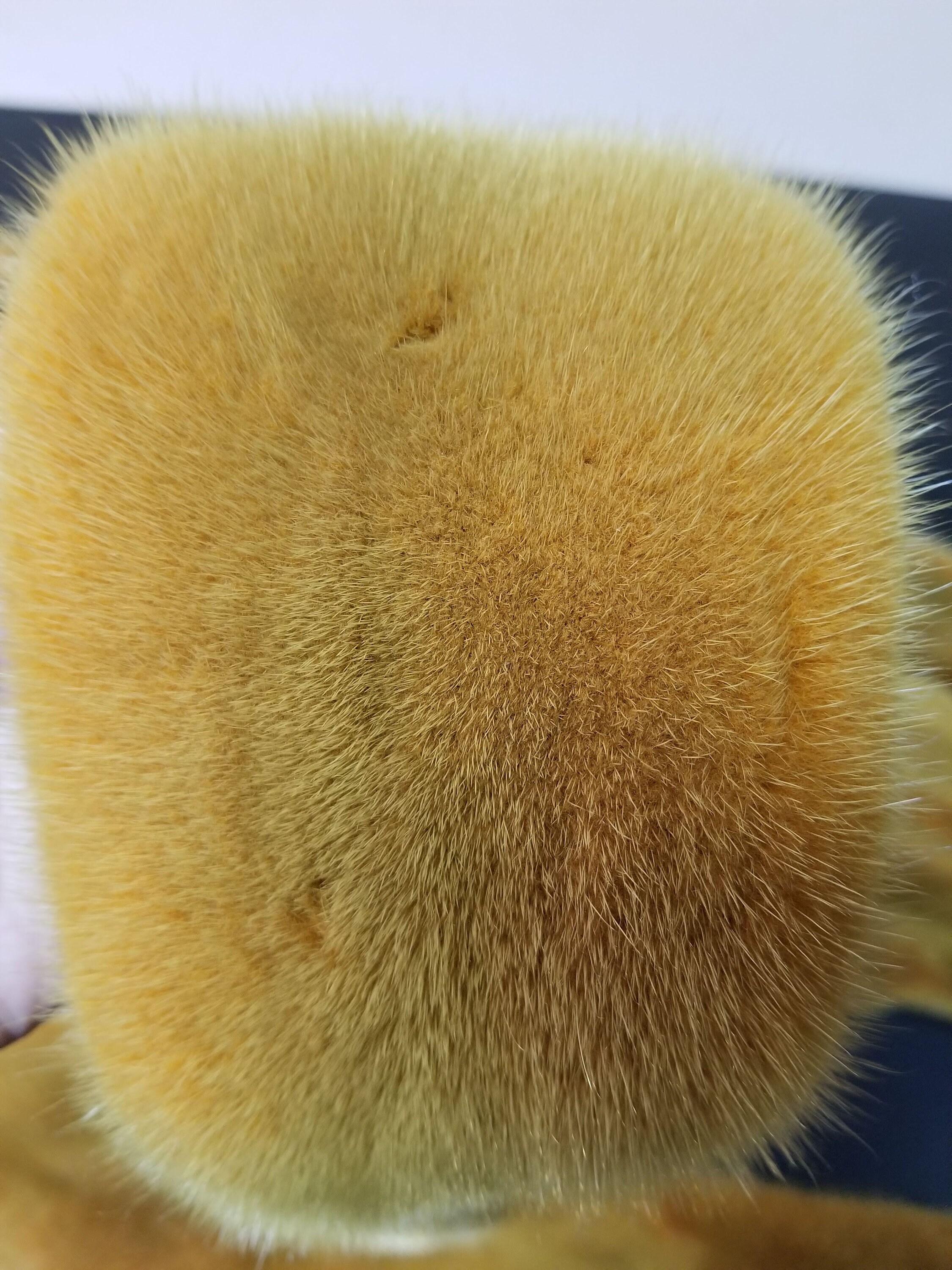 Yellow Mink Pelt Mink Mink Pelt Mink Pelts Mink Skin Mint Etsy