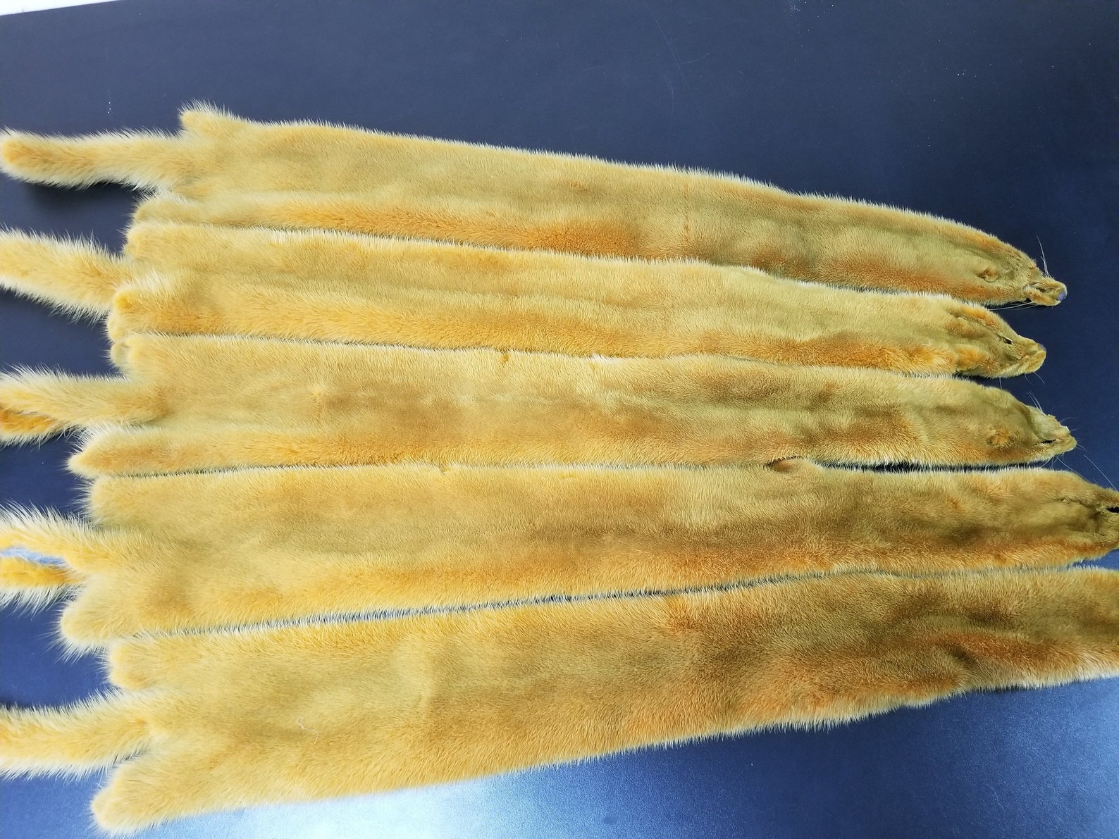Yellow Mink Pelt Mink Mink Pelt Mink Pelts Mink Skin Mint Etsy