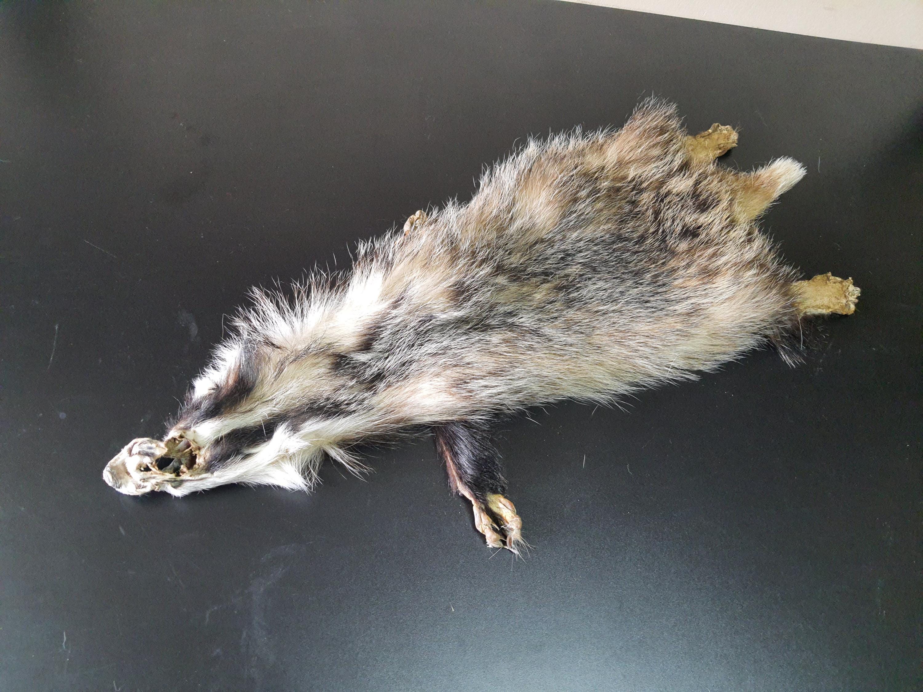 アナグマの鞣し毛皮[ハンドメイド] 【公式通販】