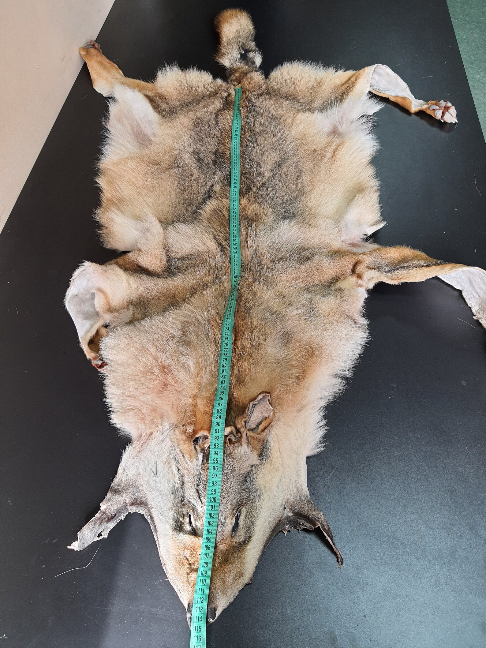 Coyote pelt real coyote fur Etsy