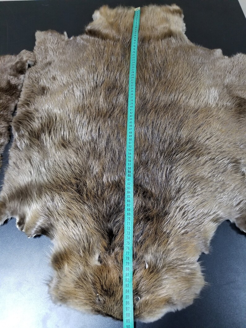Large Beaver Pelt Beaver Fur Real Beaver Fur Beaver Hide Etsy