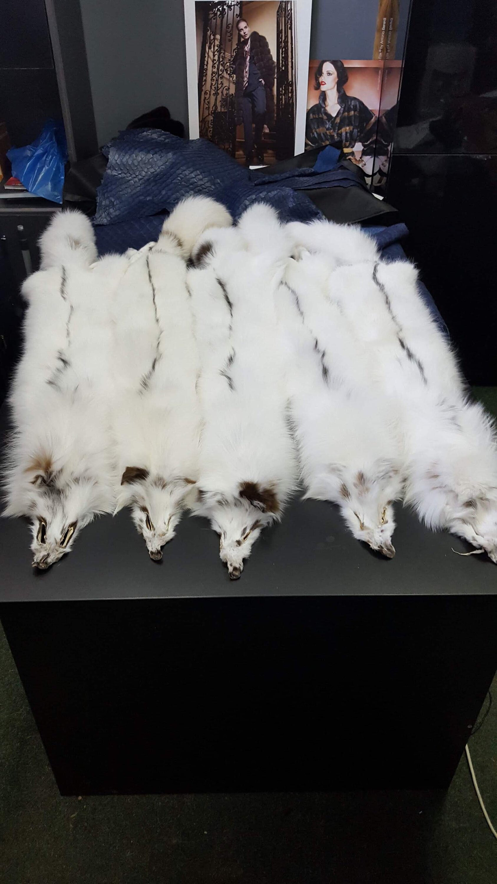 White Fox Pelt Fox Pelt Fox Pelts White Marble Fox Fur Etsy UK