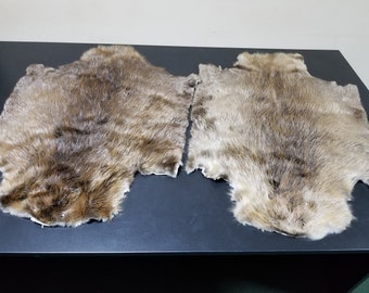 Large beaver pelt, beaver fur, real beaver fur, beaver hide, beaver skin, beaver, fur pelt, genuine beaver fur, animal skin, viking costume