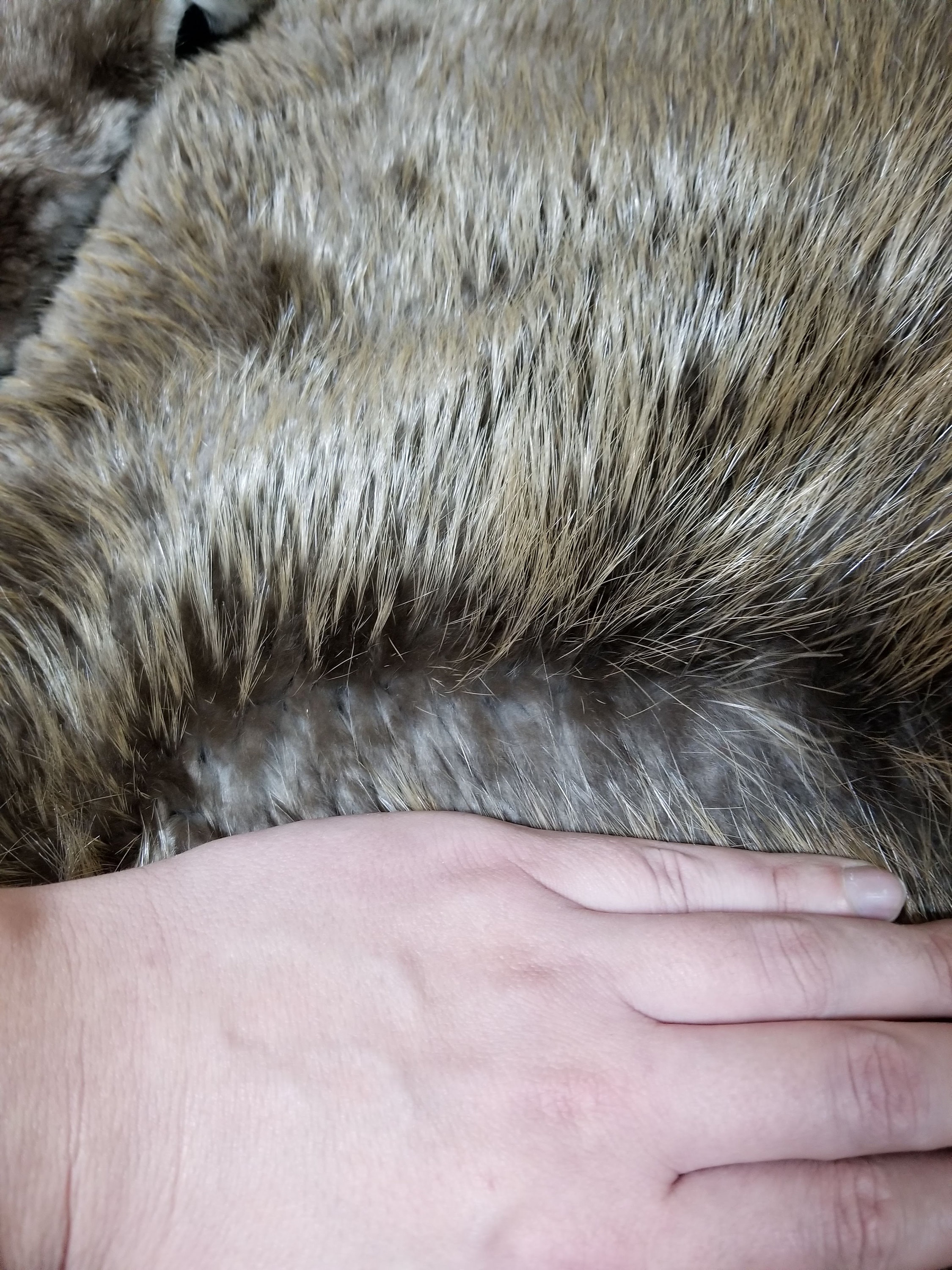Large beaver pelt beaver fur real beaver fur beaver hide Etsy