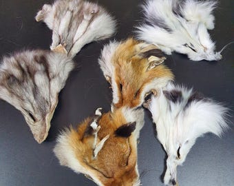 LOTE de 6 caras de zorro, accesorios medievales, accesorios vikingos, collar medieval, máscara de piel, cara de zorro dorado, máscara de zorro rojo, cara de animal