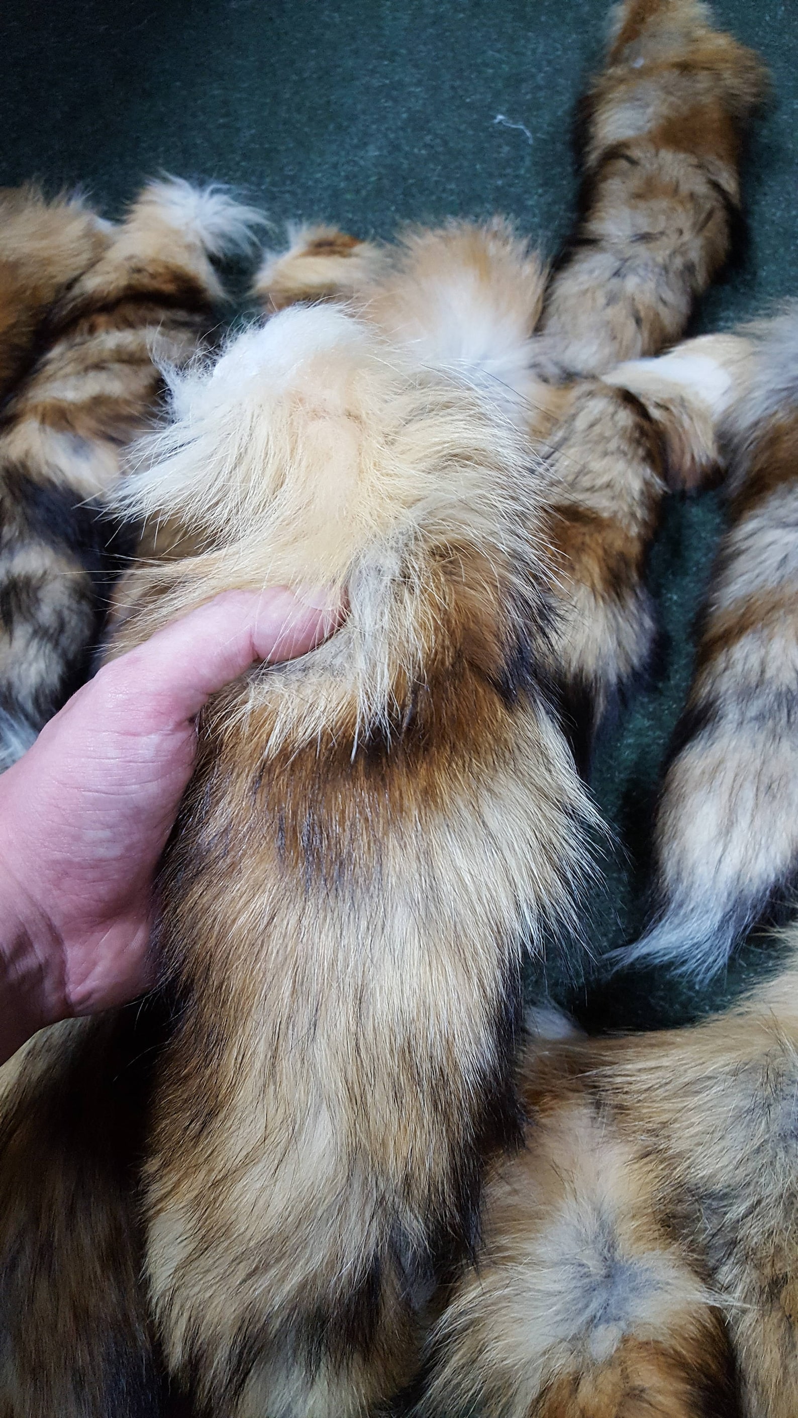 Real Fox Tail Fox Tail Fox Tails Red Fox Red Fox Tail Fox | Etsy