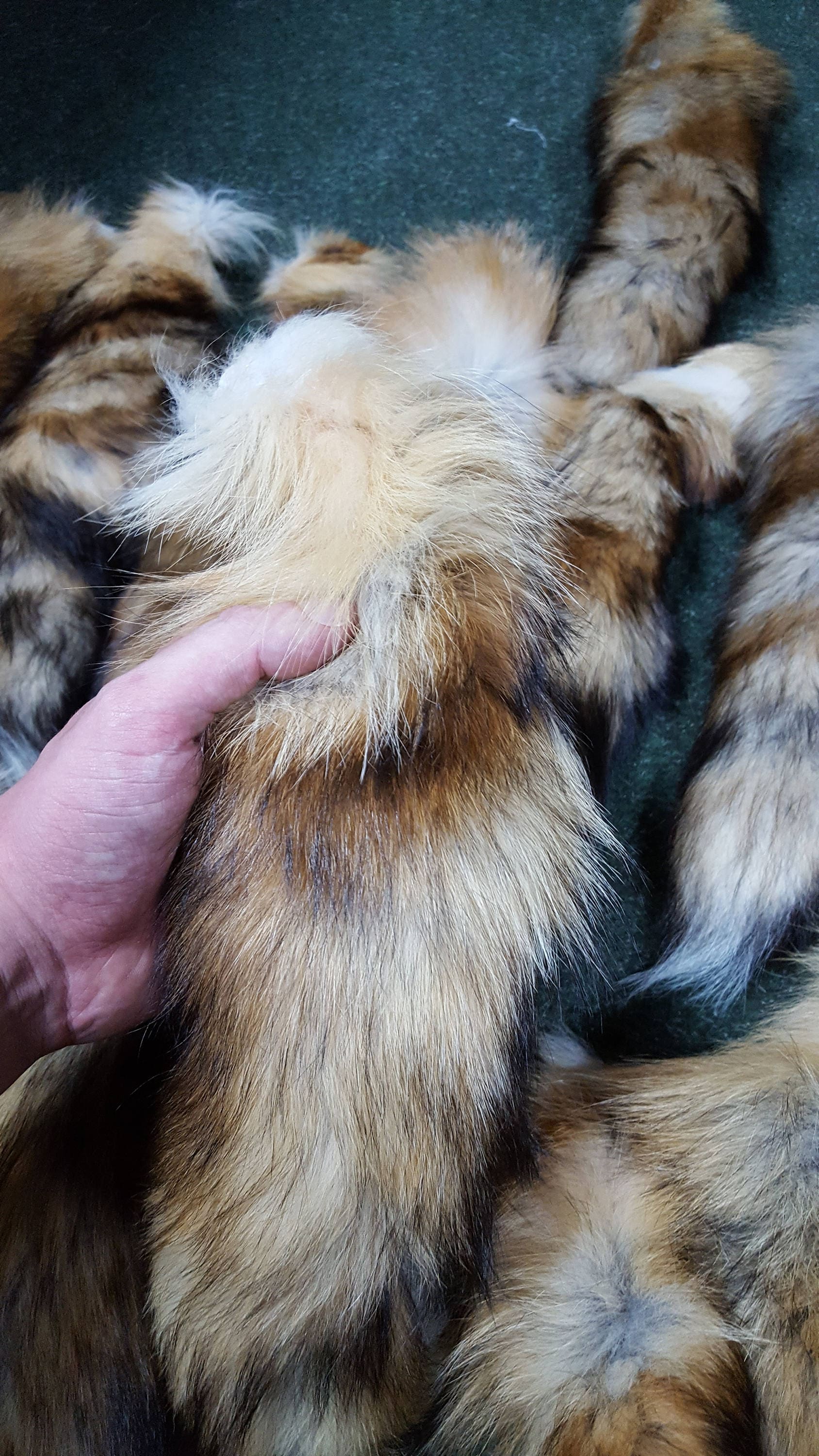 本物のキツネの尻尾、キツネの尻尾、キツネの尻尾、アカギツネ