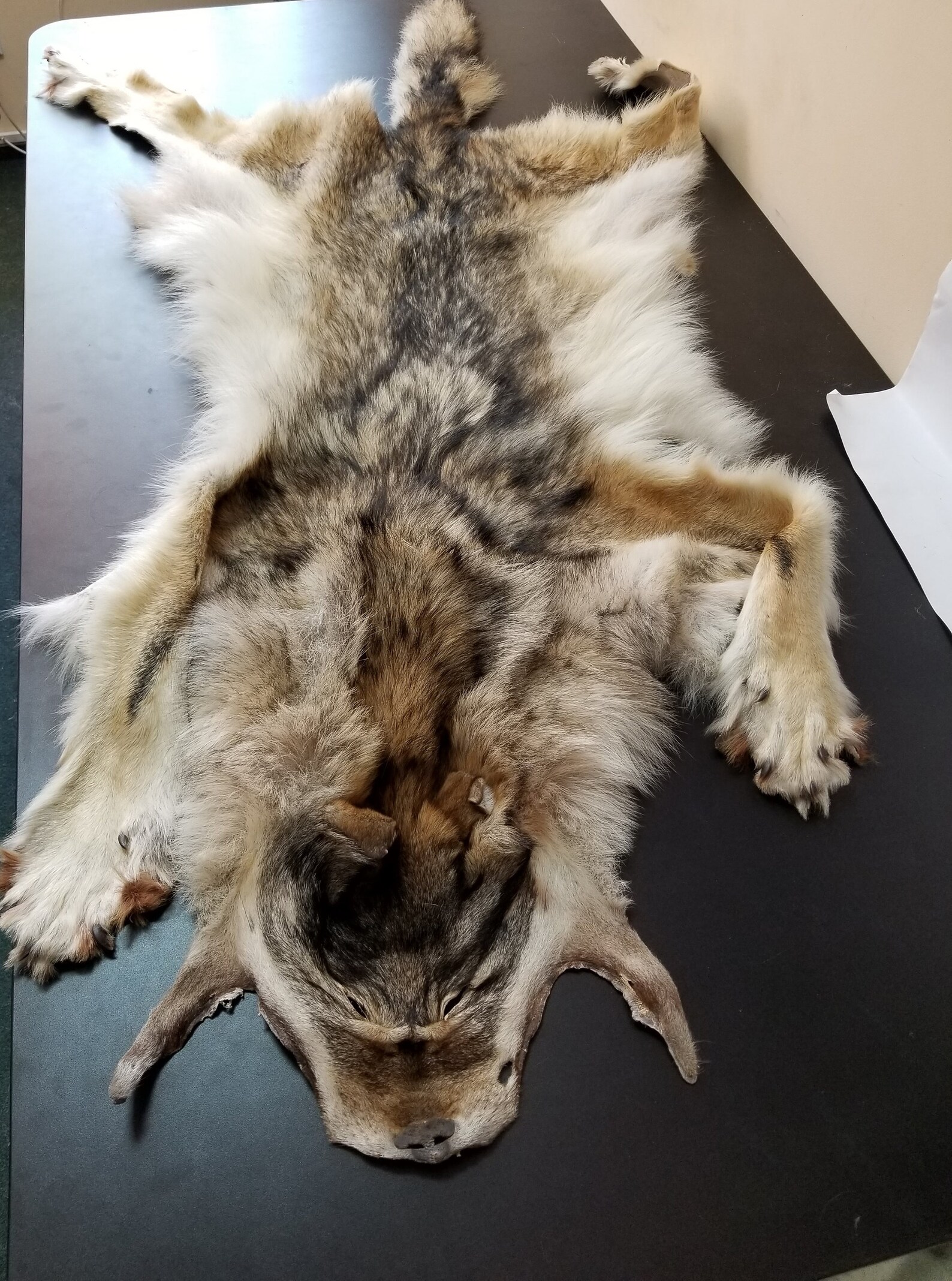 Coyote pelt real coyote fur Etsy