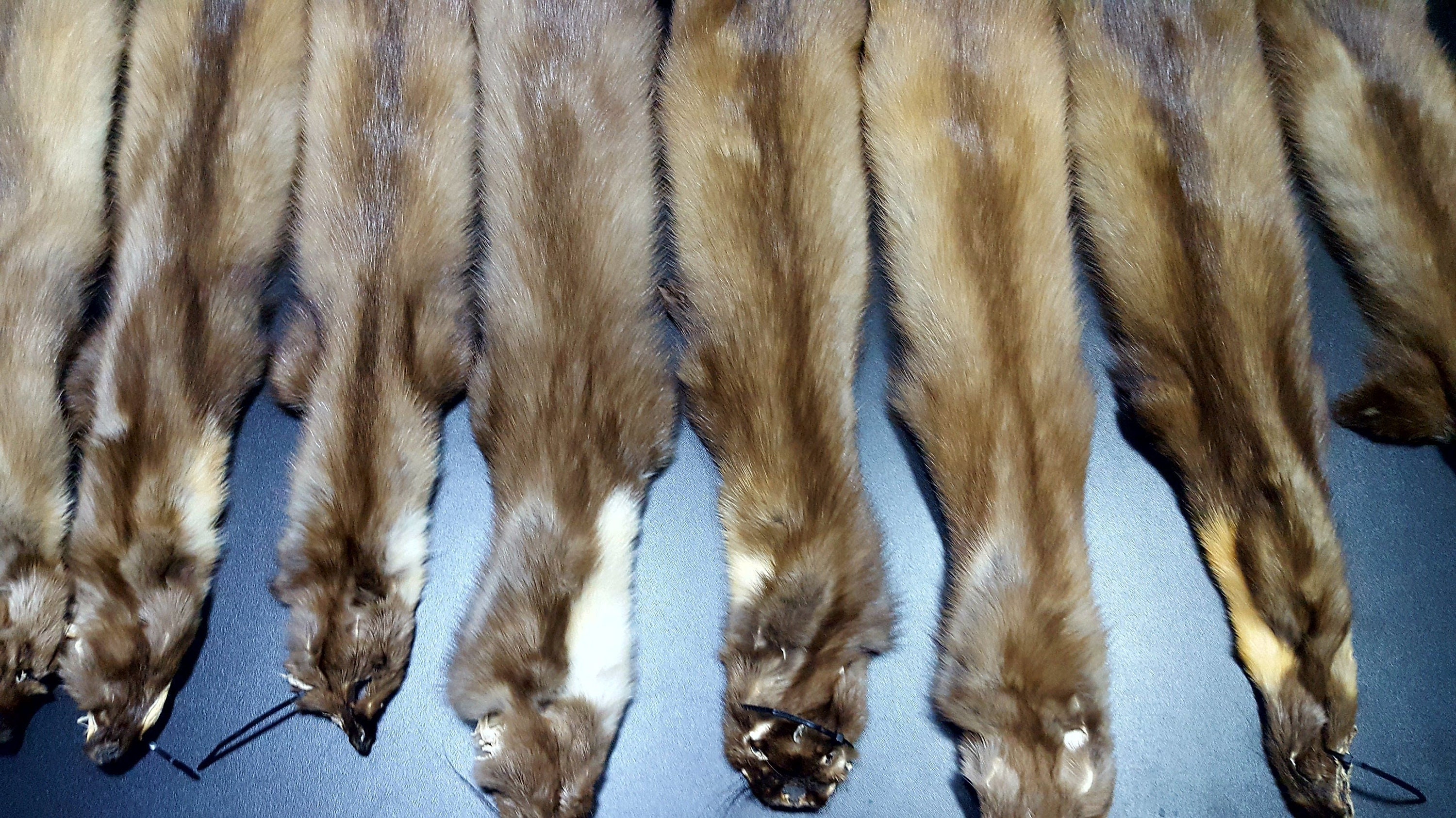 Marten Pelt Marten Skin Marten Hide Marten Fur Real Fur Etsy