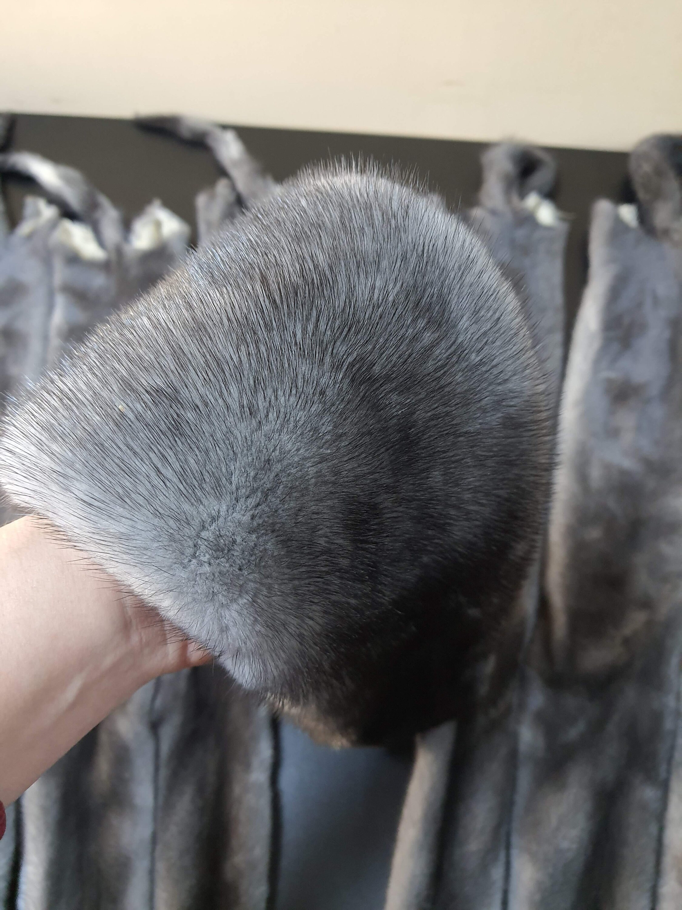 ブルーアイリスミンクの毛皮 - Etsy 日本