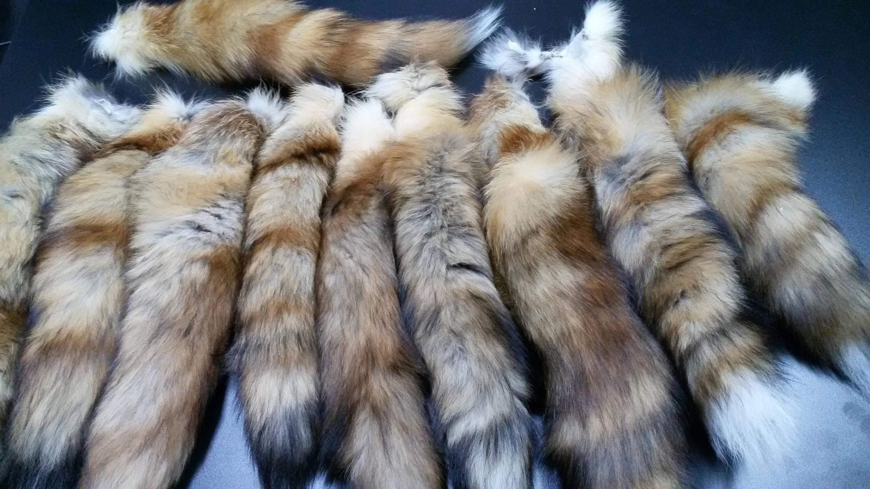 Real Fox Tail Fox Tail Fox Tails Red Fox Red Fox Tail Fox | Etsy