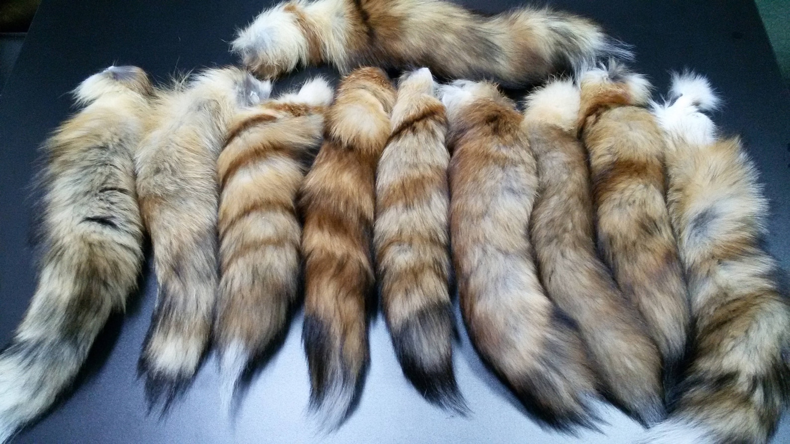 Real Fox Tail Fox Tail Fox Tails Red Fox Red Fox Tail Fox | Etsy