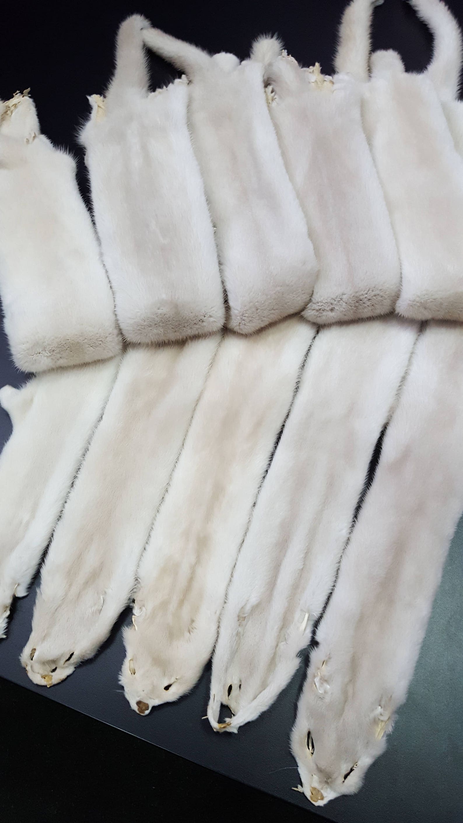 Beige Mink Pelt Mink Skin Mink Pelt Mink Hide Mink Fur Etsy
