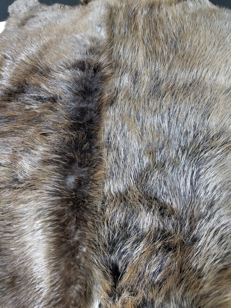 Large Beaver Pelt Beaver Fur Real Beaver Fur Beaver Hide Etsy
