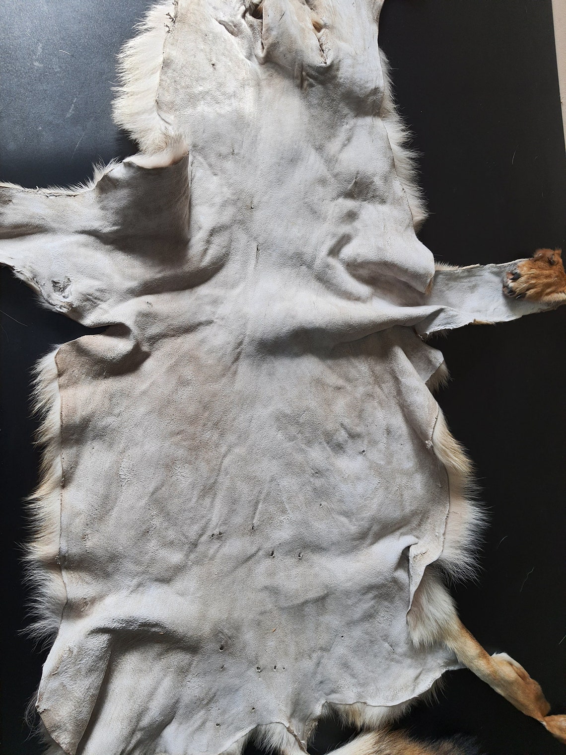 Coyote pelt real coyote fur Etsy