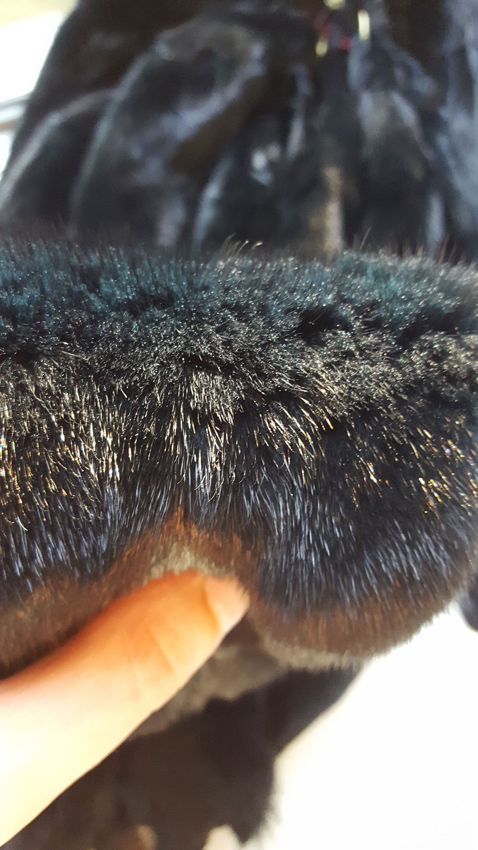 Dark Green Mink Pelt Mink Fur Mink Hide Mink Skin Real Etsy