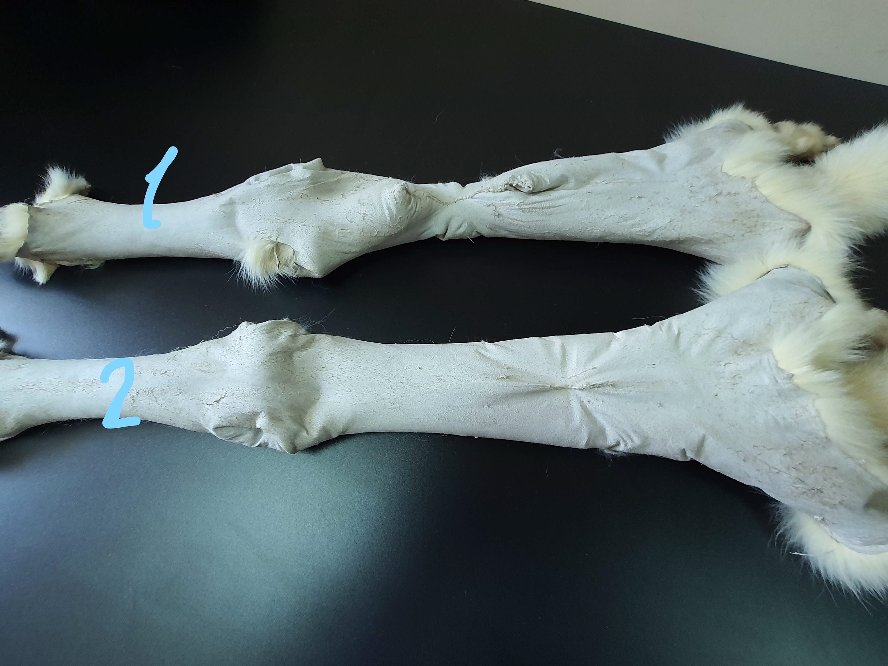 黄色いキツネの毛皮、キツネの毛皮、毛皮、本物の毛皮、本物のキツネの