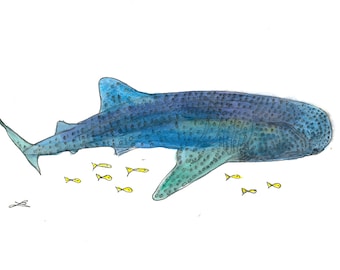 Gentle giant (gravure d’aquarelle de requin-baleine)