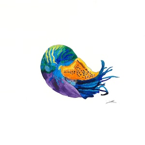 Nautilus (print of nautilus shell watercolour painting)