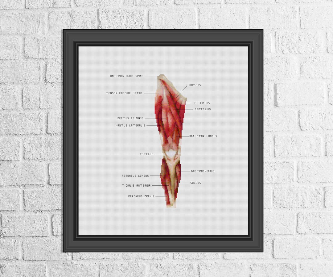 Muscles Cross Stitch Pattern/front Leg Muscles Cross Stitch Pattern ...