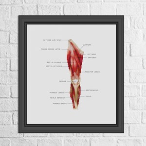 Muscles cross stitch pattern/Front leg muscles cross stitch pattern / Anatomy leg cross stitch pattern / anatomy scheme