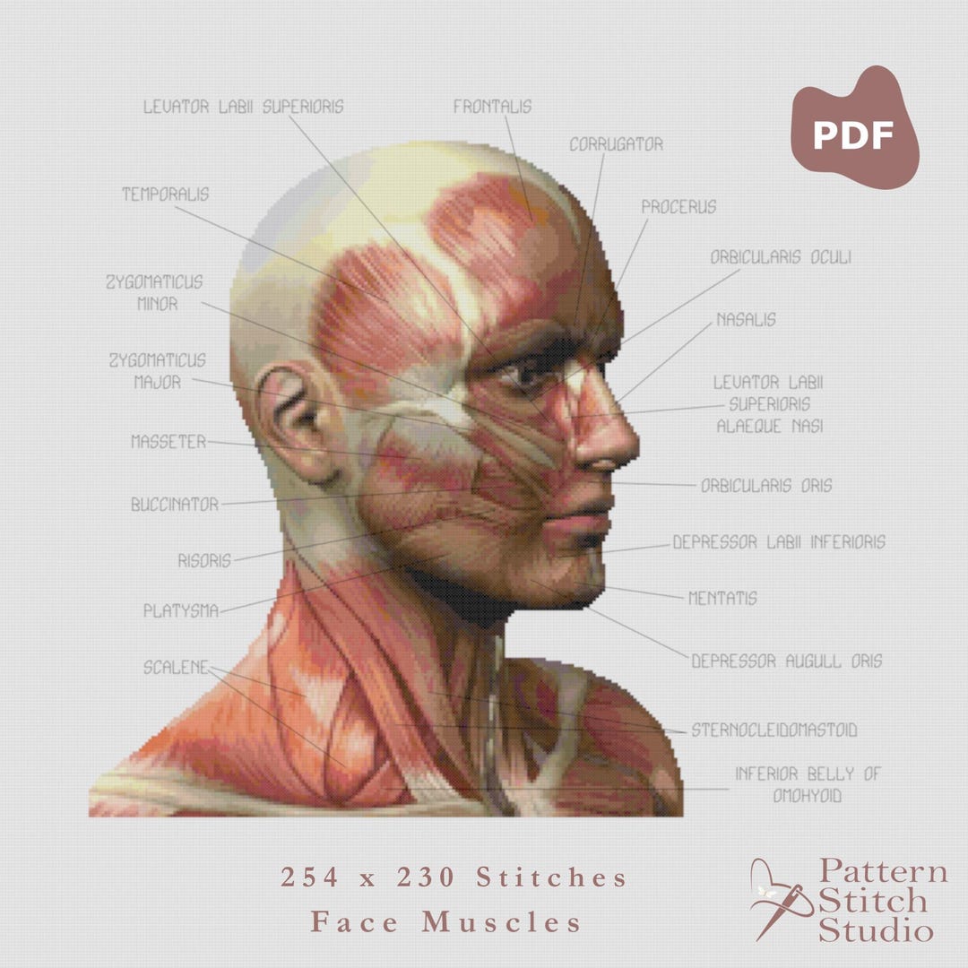 Facial Anatomy Cross Stitch Pattern PDF | Muscles of the Face Modern ...