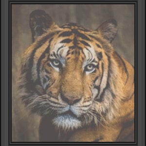 Puede incluir: Retrato de cerca de un tigre con rayas naranjas y negras. El tigre tiene ojos azules penetrantes y una expresión seria. El fondo es de color marrón borroso.