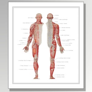 Puede incluir: Impresión de un gráfico de anatomía que muestra una ilustración detallada de los sistemas muscular y esquelético humanos. La obra de arte representa las vistas frontal y posterior de una figura humana, con etiquetas que identifican varios músculos y huesos. La impresión está enmarcada en un borde blanco.