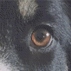 May include: Close-up of a dog's eye, showing a brown iris and black pupil. The eye is surrounded by black fur.