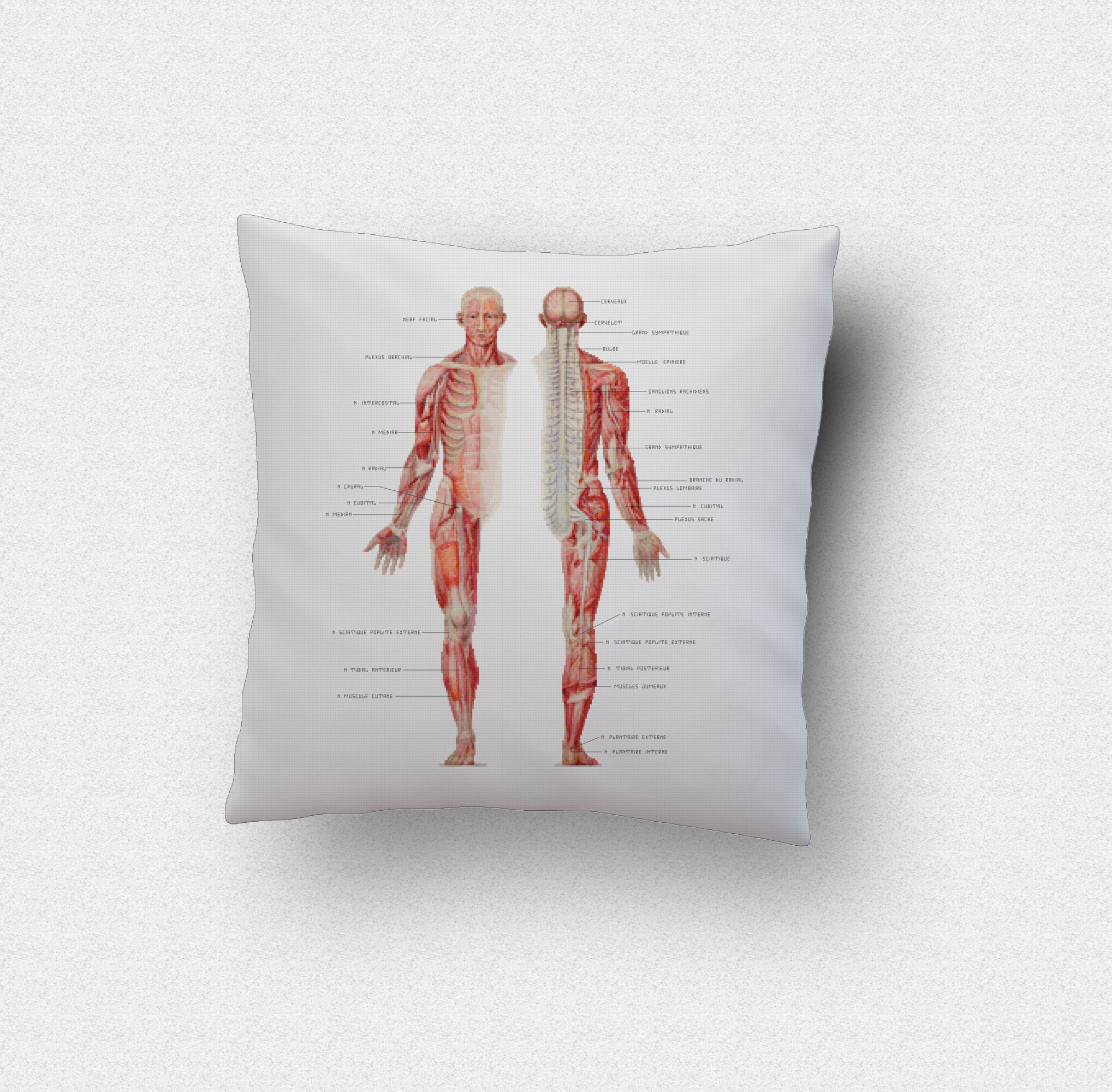 Human Body Muscles Cross Stitch Pattern - Human Body Muscles Names ...