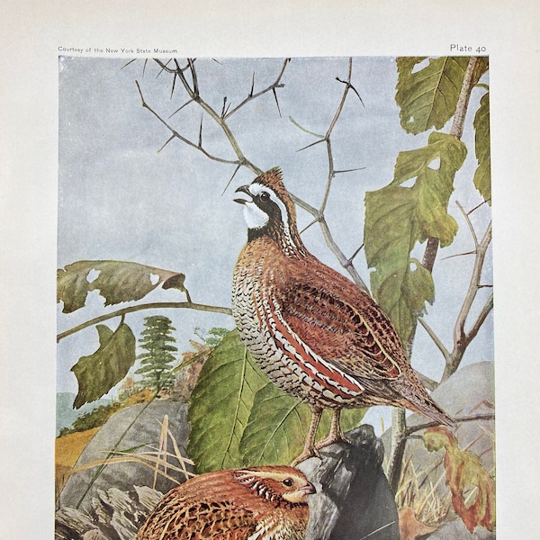 Louis Agassiz Fuertes, Birds of America, 1936 Edition, 35 Single Sided Full Color Pages